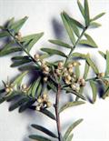 Taxus celebica